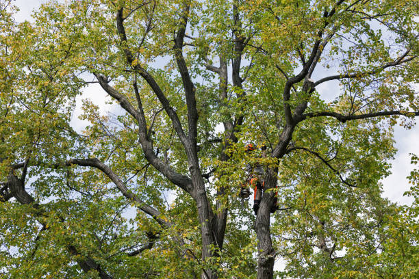 Best Tree Cabling and Bracing  in Spring Ridge, MD